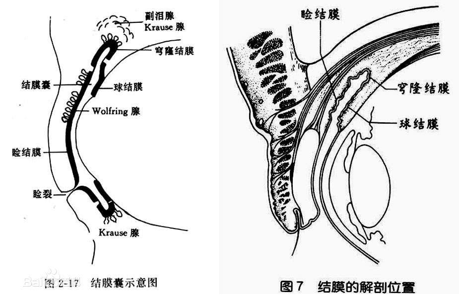 眼睫毛掉进眼睛里之后会去哪里? 