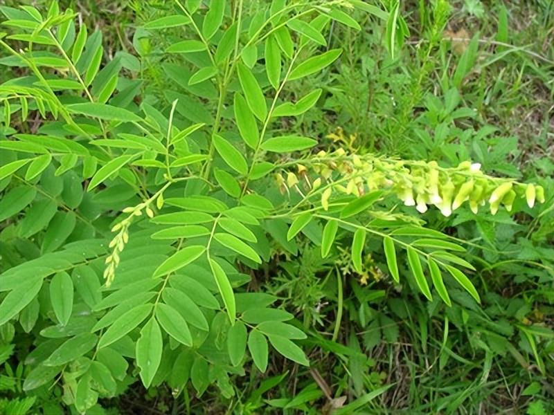 手把手教你认清中草药植物500种(52.苦参)