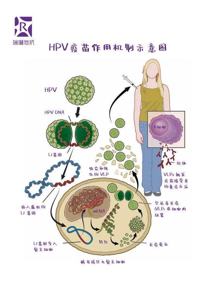 瑞琳他抗科普馆hpv疫苗作用机制示意图