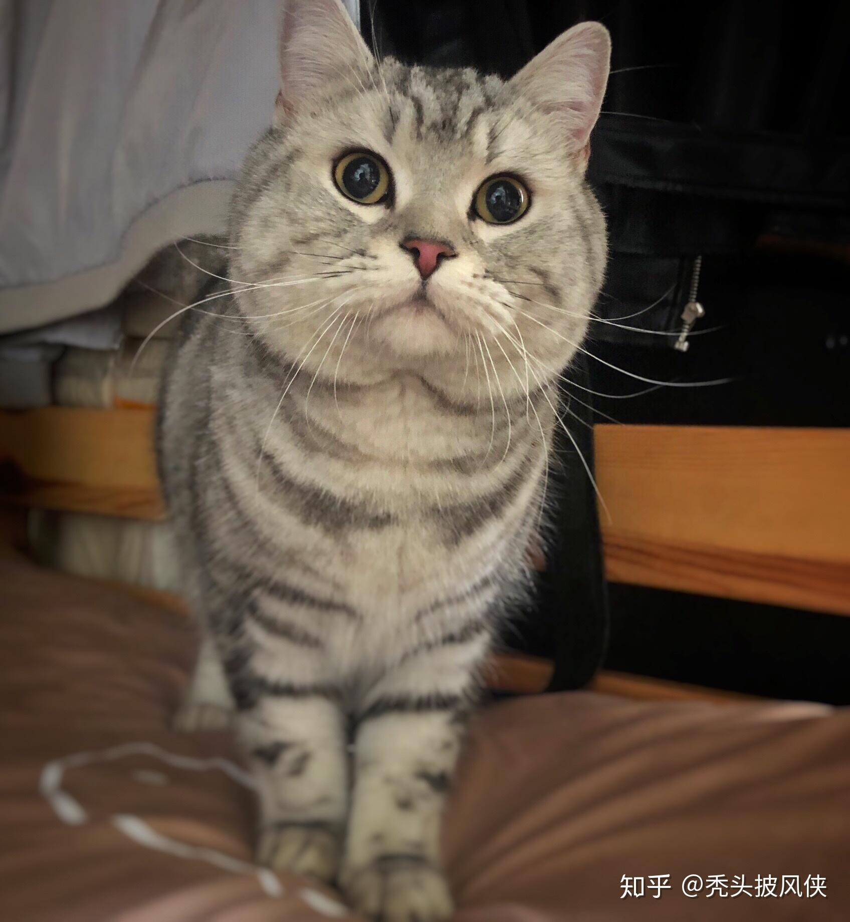 美短,公猫一般几个月发腮?吃什么可以促进猫咪长胖和发腮=~ω~=? - 知