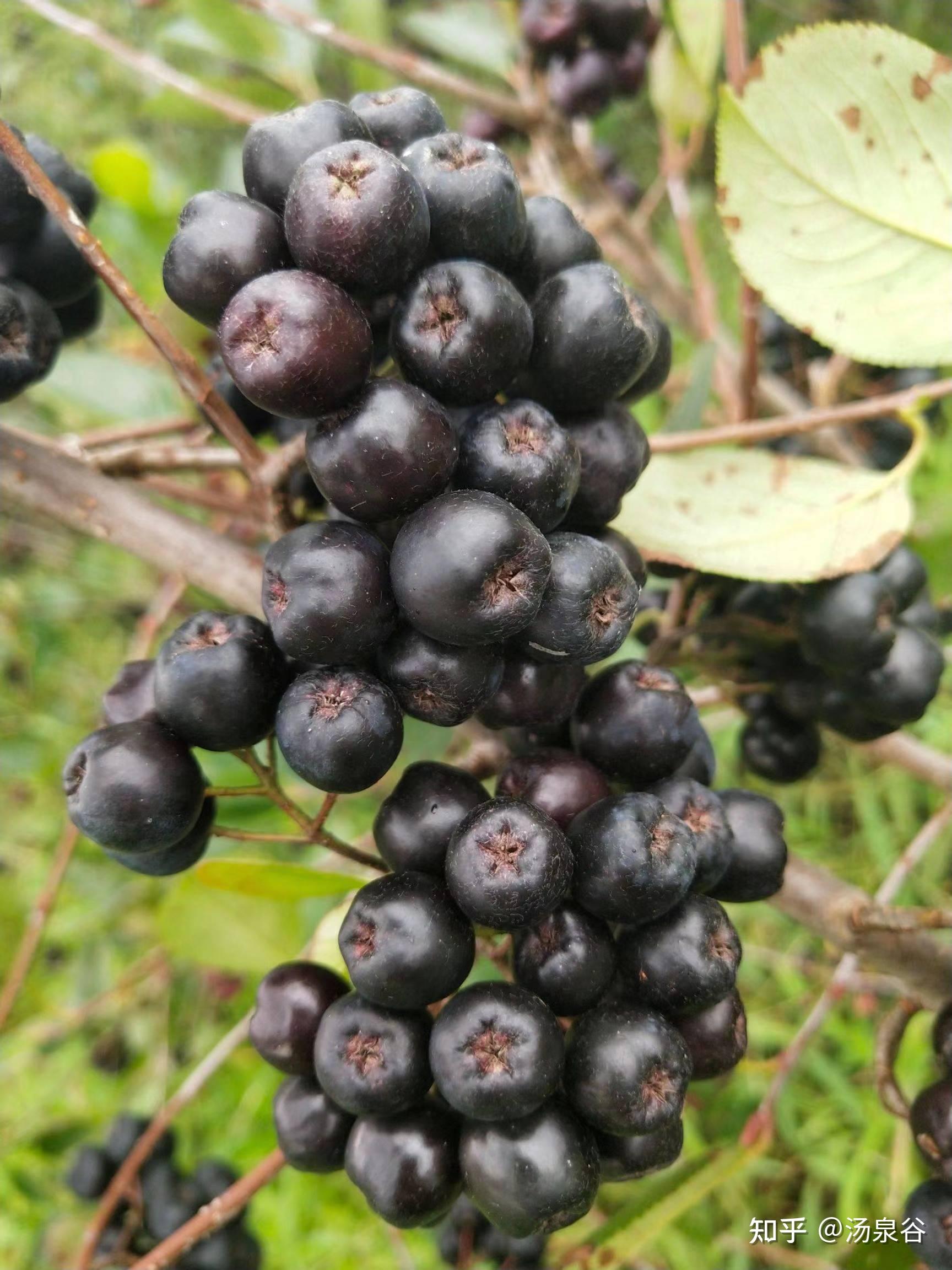 為什麼說黑果腺肋花楸能抗衰老