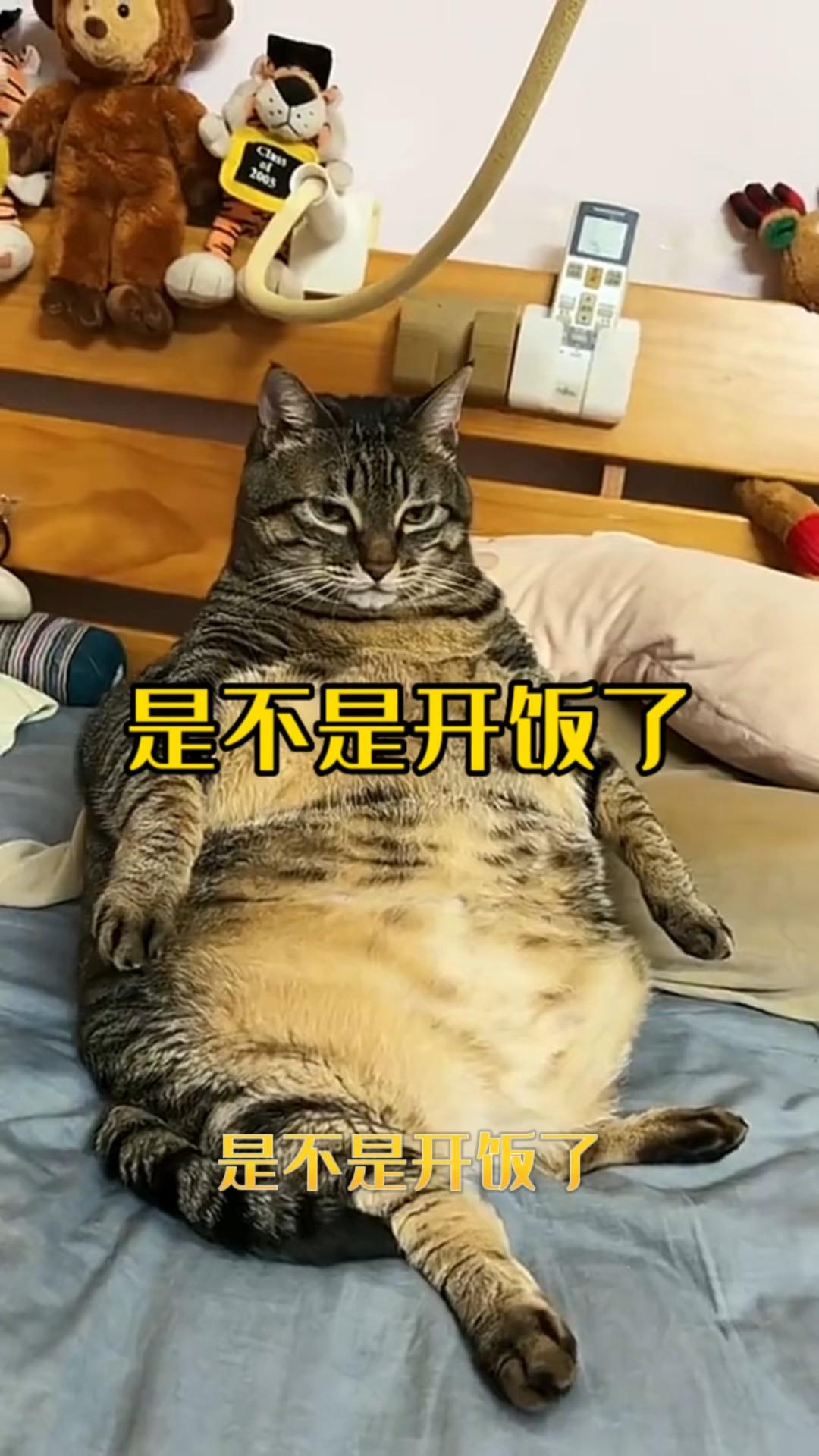 是不是开饭了