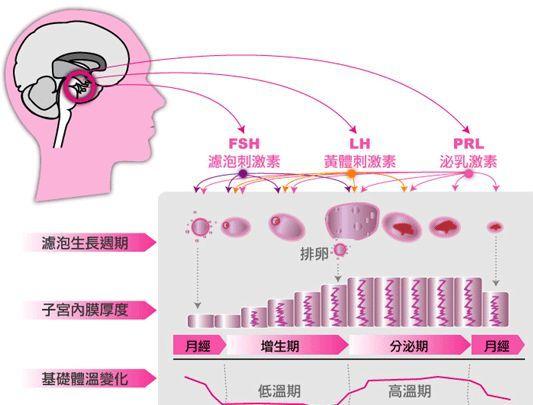 女性闭经的原因：生理性和病理性闭经 - 知乎
