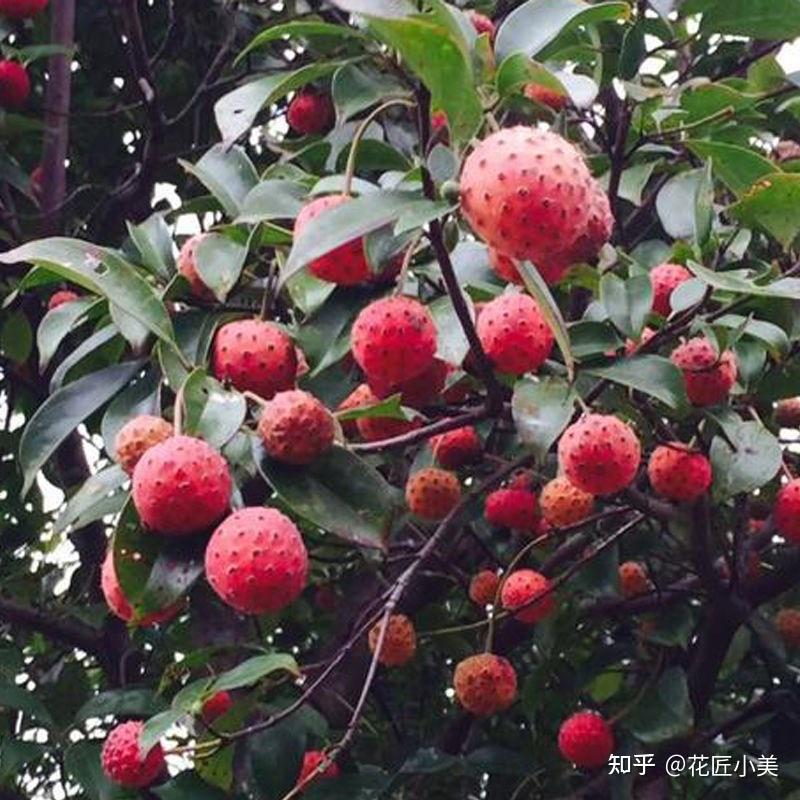 100种农村常见的植物,带你涨知识,回味挖野菜摘野果年代的童趣 - 知乎