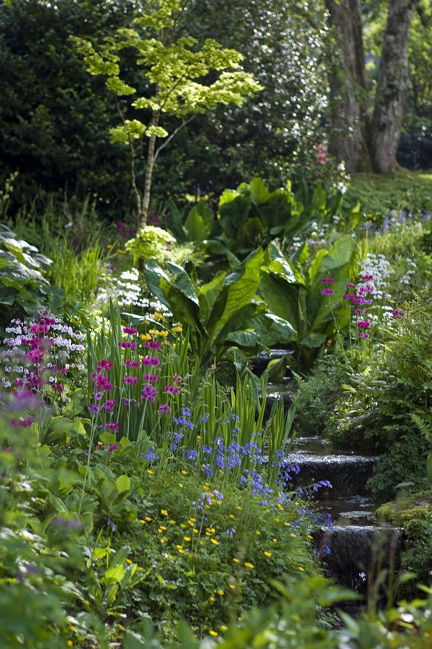 椰枣树怎么种植