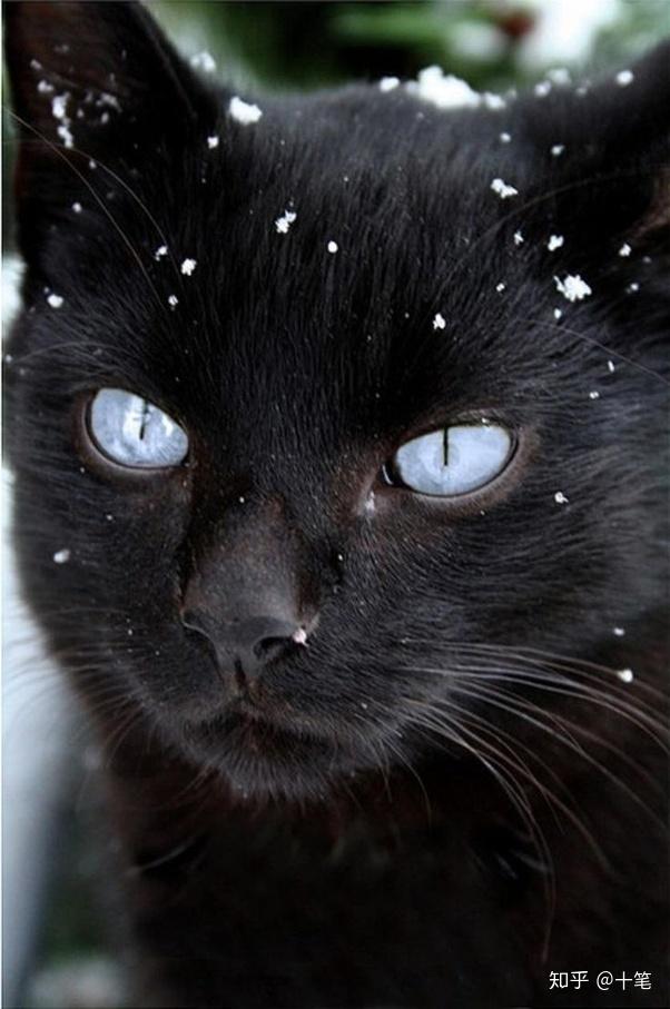 黑猫为什么通常是黄色眼睛