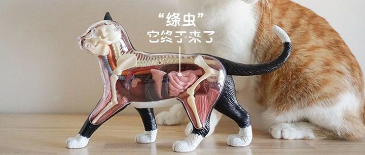 玫斯科普丨猫绦虫 猫肠胃里最常见的寄生虫 知乎