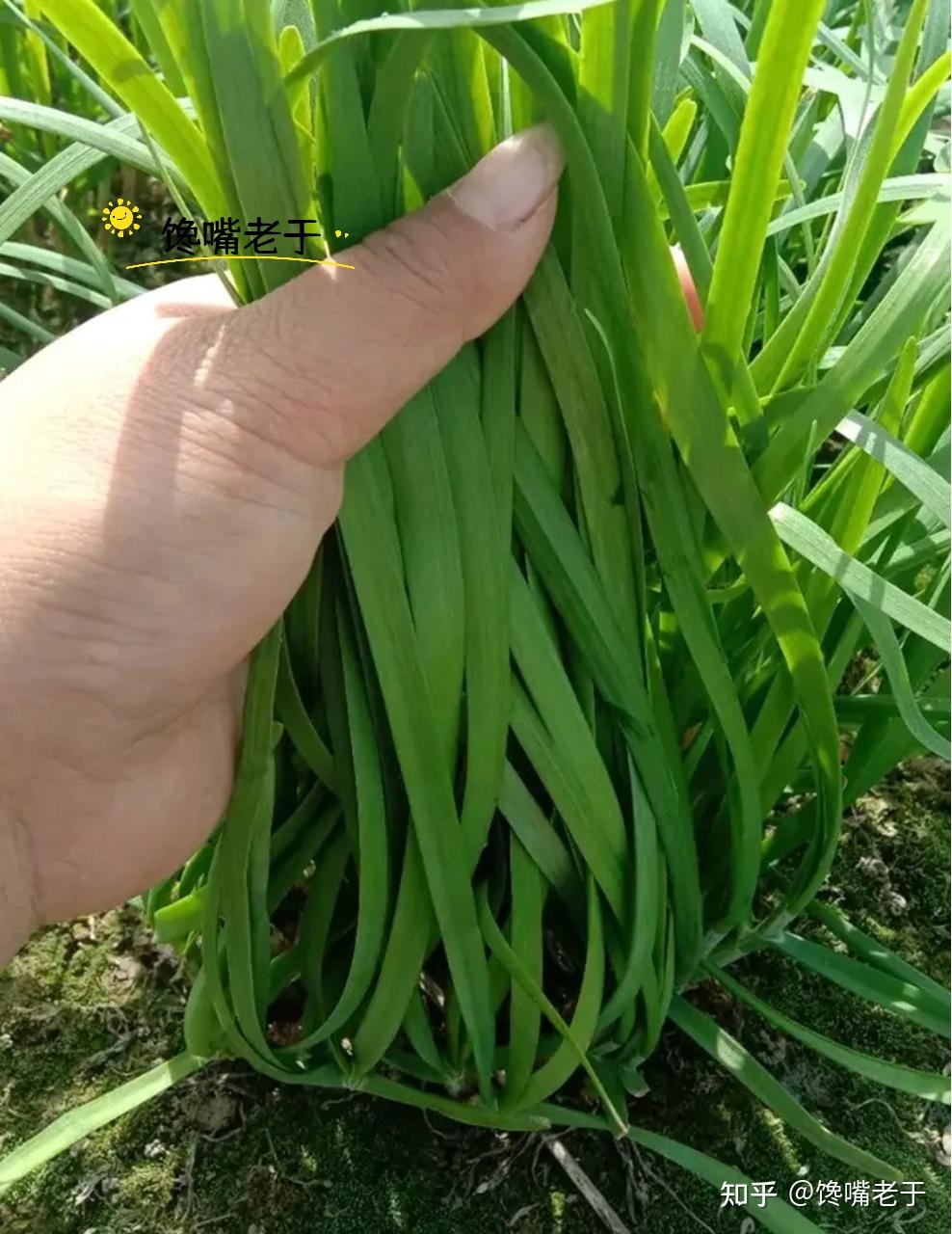 买春韭时,要分清“宽叶”和“细叶”区别挺大,买错嚼不烂还烧心 - 知乎