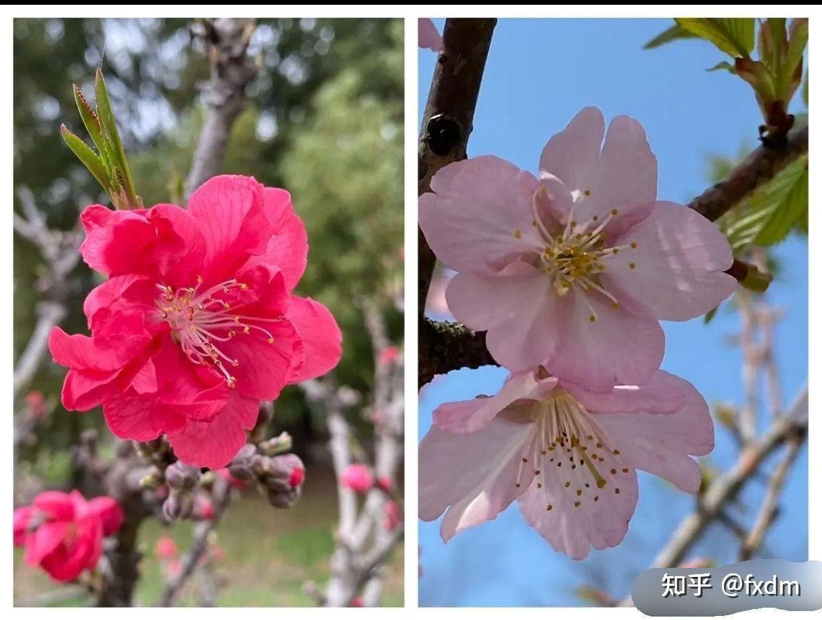 樱花和梅花区别图片