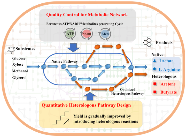 代谢网络模型驱动高效产品合成路径设计 - 知乎