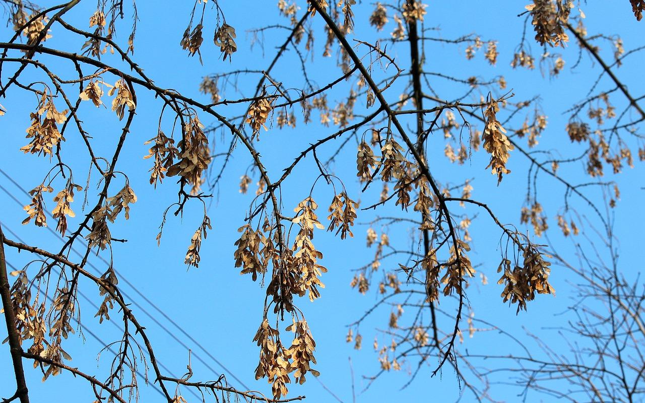 3. 枯枝处理方法