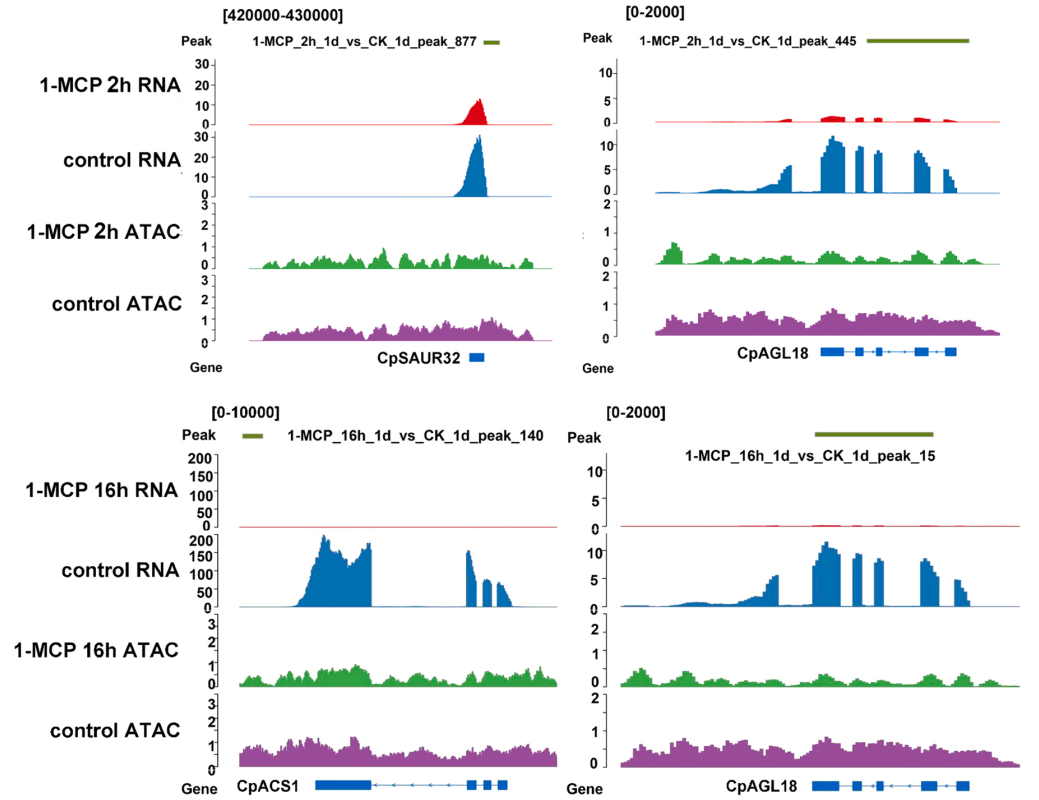 解析表观遗传学的工具——ATAC-seq（二） - 知乎
