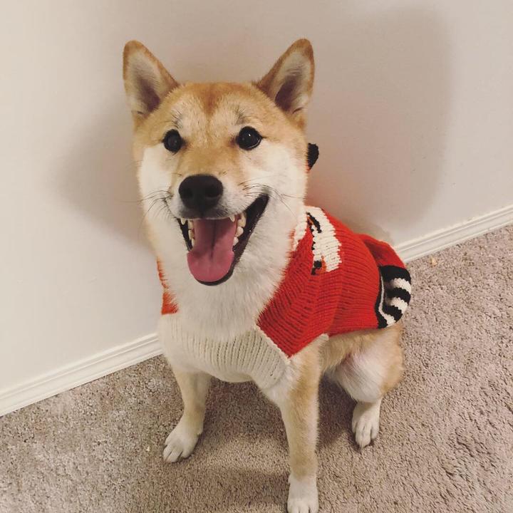 训犬 必读 训狗的基本思路2 1 地位确认的理论和思路 知乎