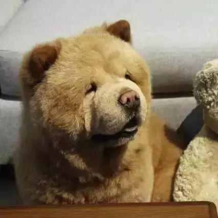养一只松狮，我就有了比熊萨摩耶柴犬狮子北极熊…… - 知乎