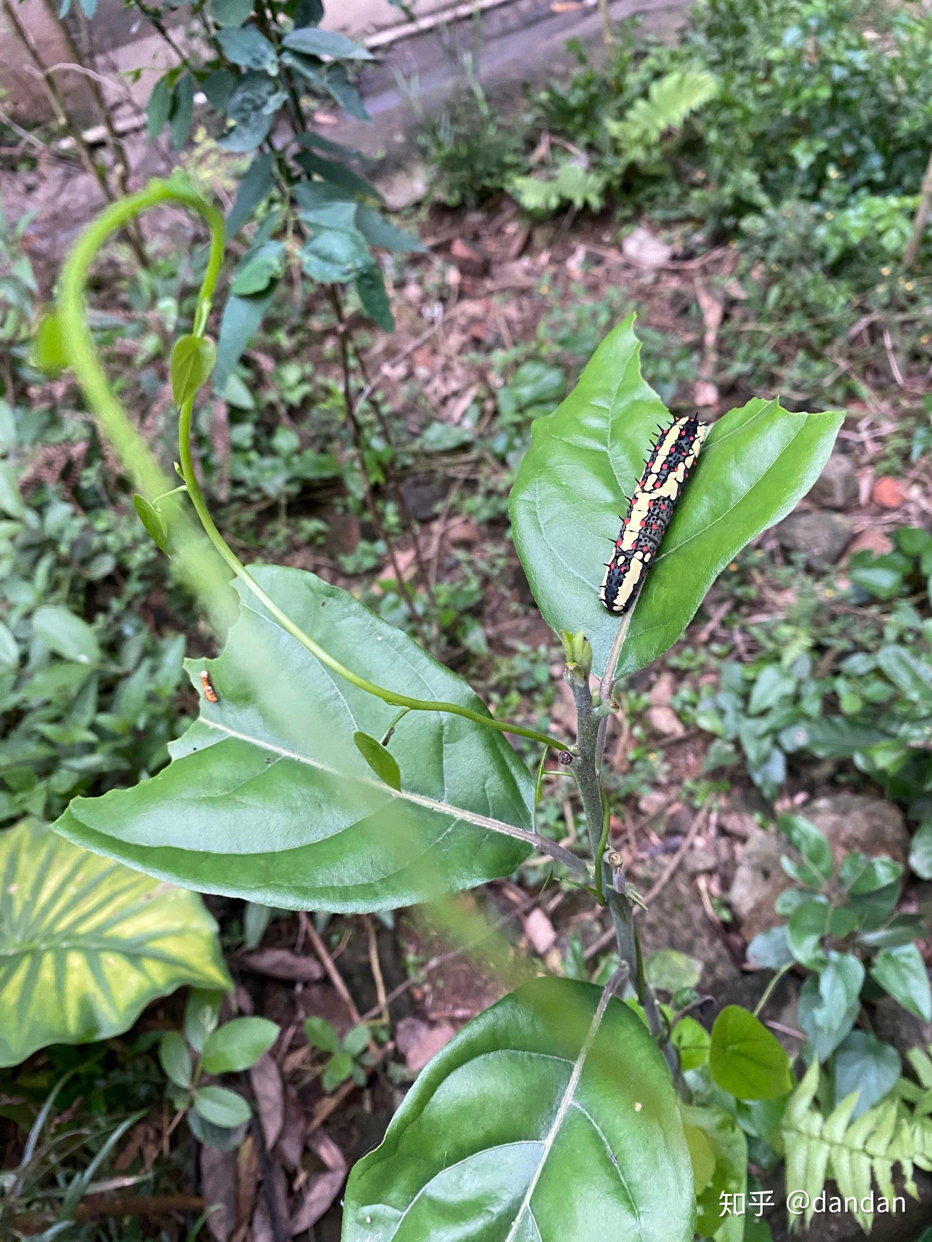 海南的虫子是不是很恐怖