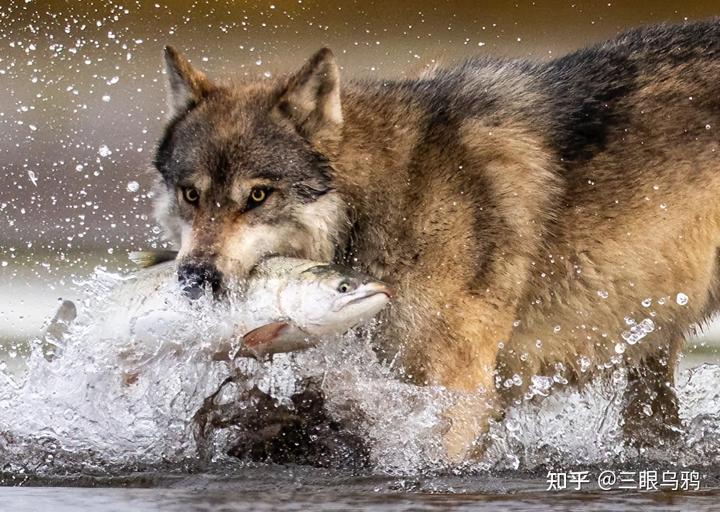 如果将 20 只狼和 500 只鹿放进同一孤岛，最后谁能活下来？