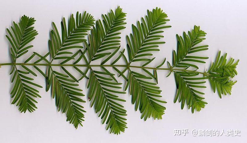 【地球生物全系列——植物篇】松柏目—柏科（四） - 知乎