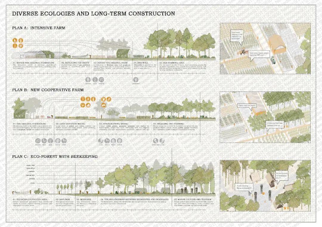 【2022年IFLA竞赛获奖项目 | Needle作品集成果】从冲突到和谐——坎佩切州农业、蜜蜂与森林共生系统的构建策略 - 知乎
