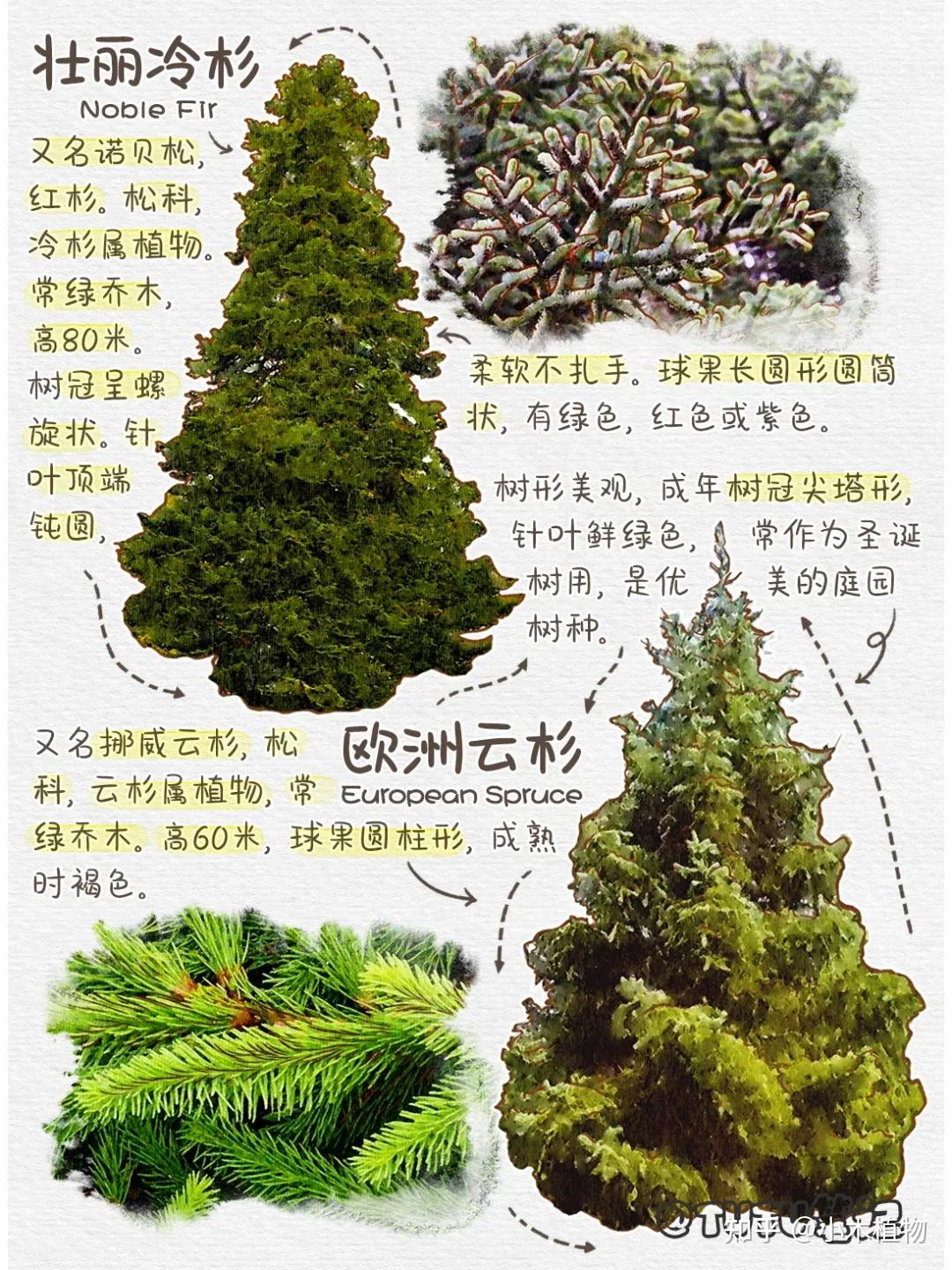 圣诞节里,用的圣诞树是哪些树的种类 - 知乎