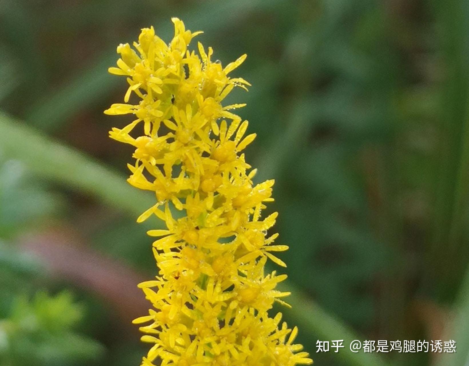 從生物學角度看加拿大一枝黃花是如何讓其他植物消亡的