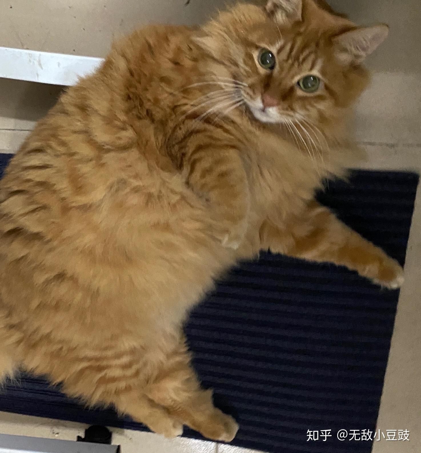 这只橘猫是不是长毛