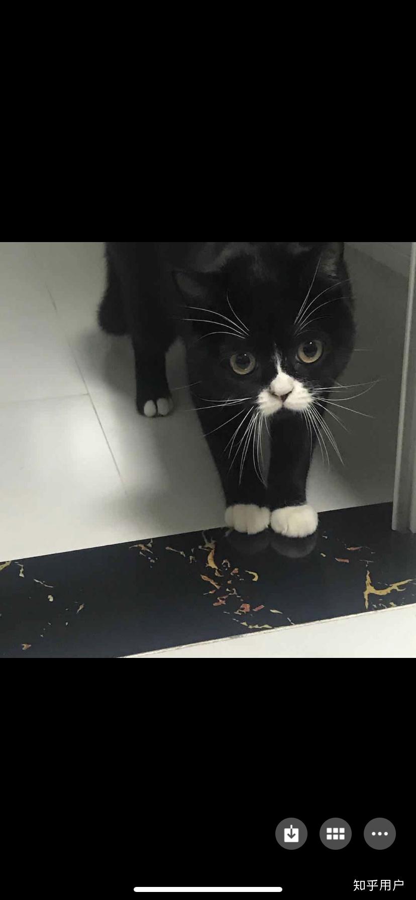 这是黑白英短还是田园猫?