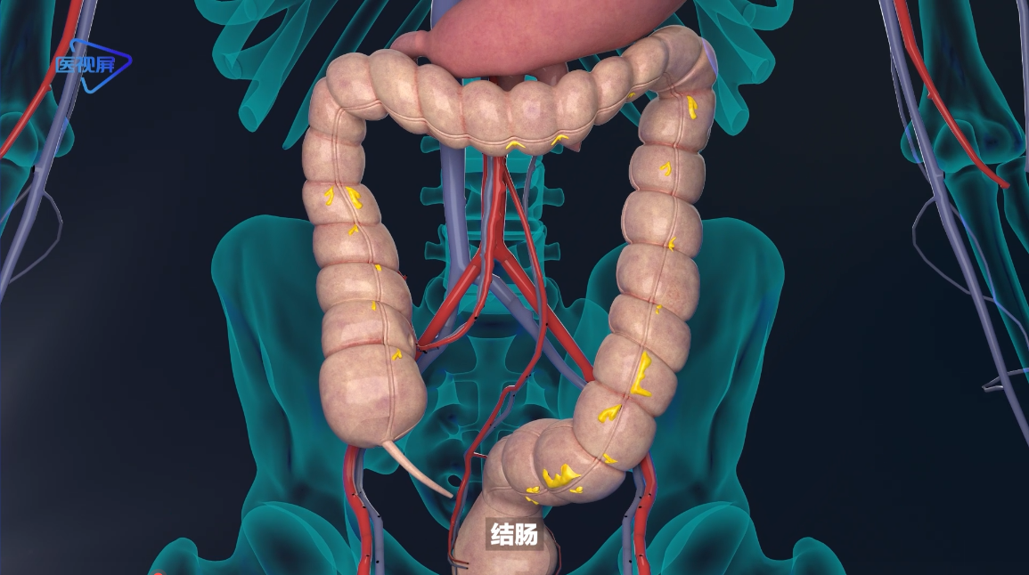 【系统解剖:如何识别大肠和小肠?结肠袋,结肠带和肠脂垂 知乎