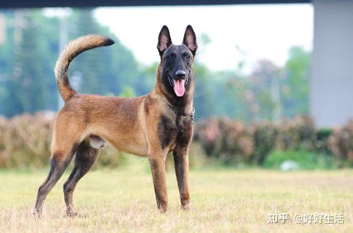 都说马犬是最优秀的犬种,却很少见人养,难道是“过度吹捧”? - 知乎