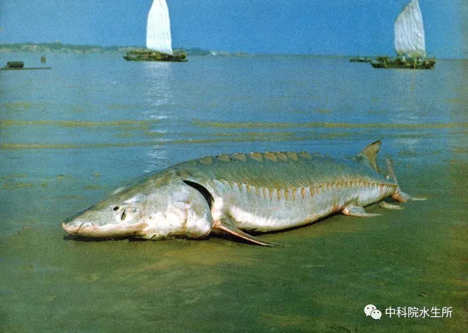 2020年起长江干流和重要支流将实施十年禁渔计划意味着什么无鱼状态