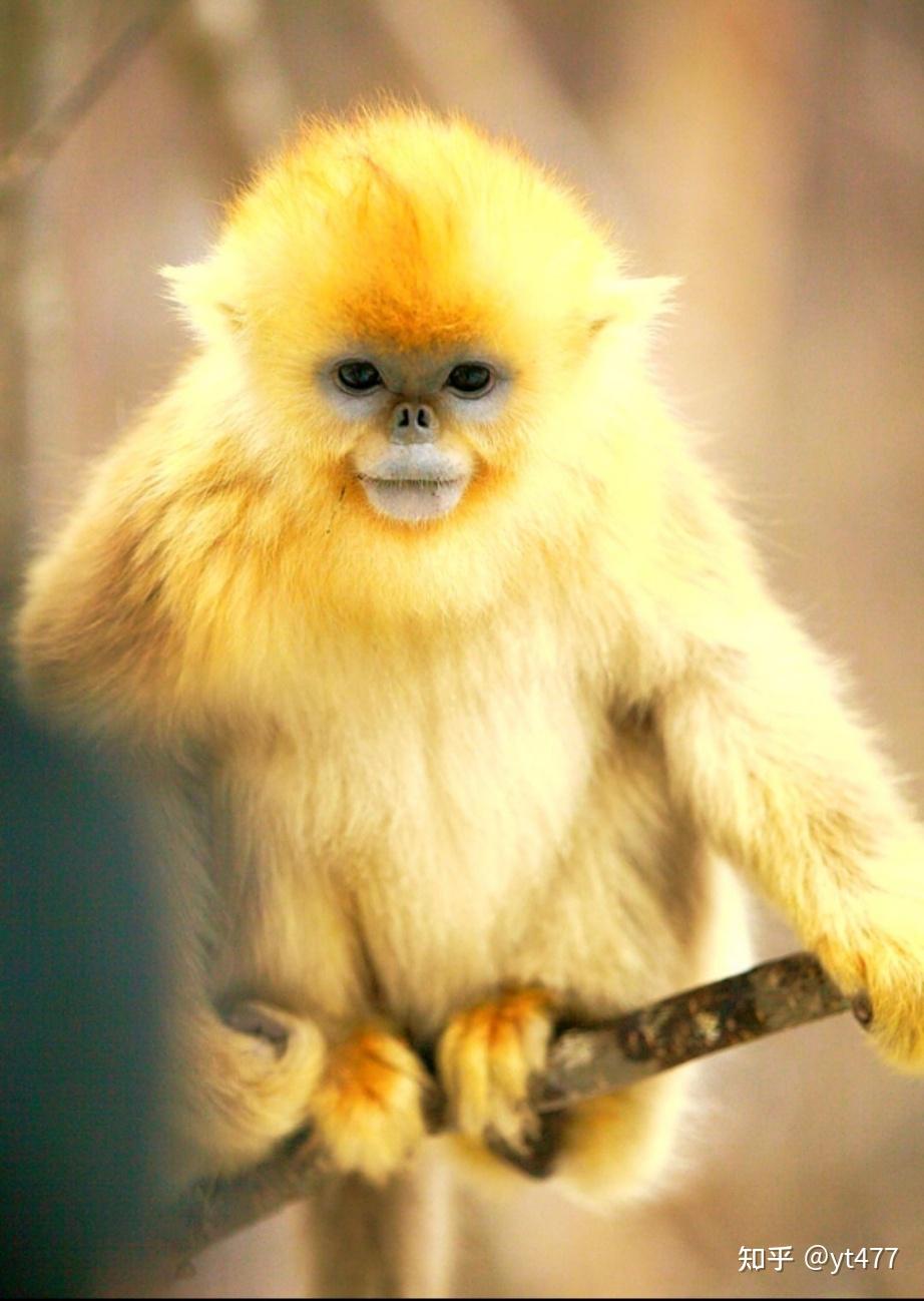 为什么我会讨厌猴子一类的动物? - 知乎
