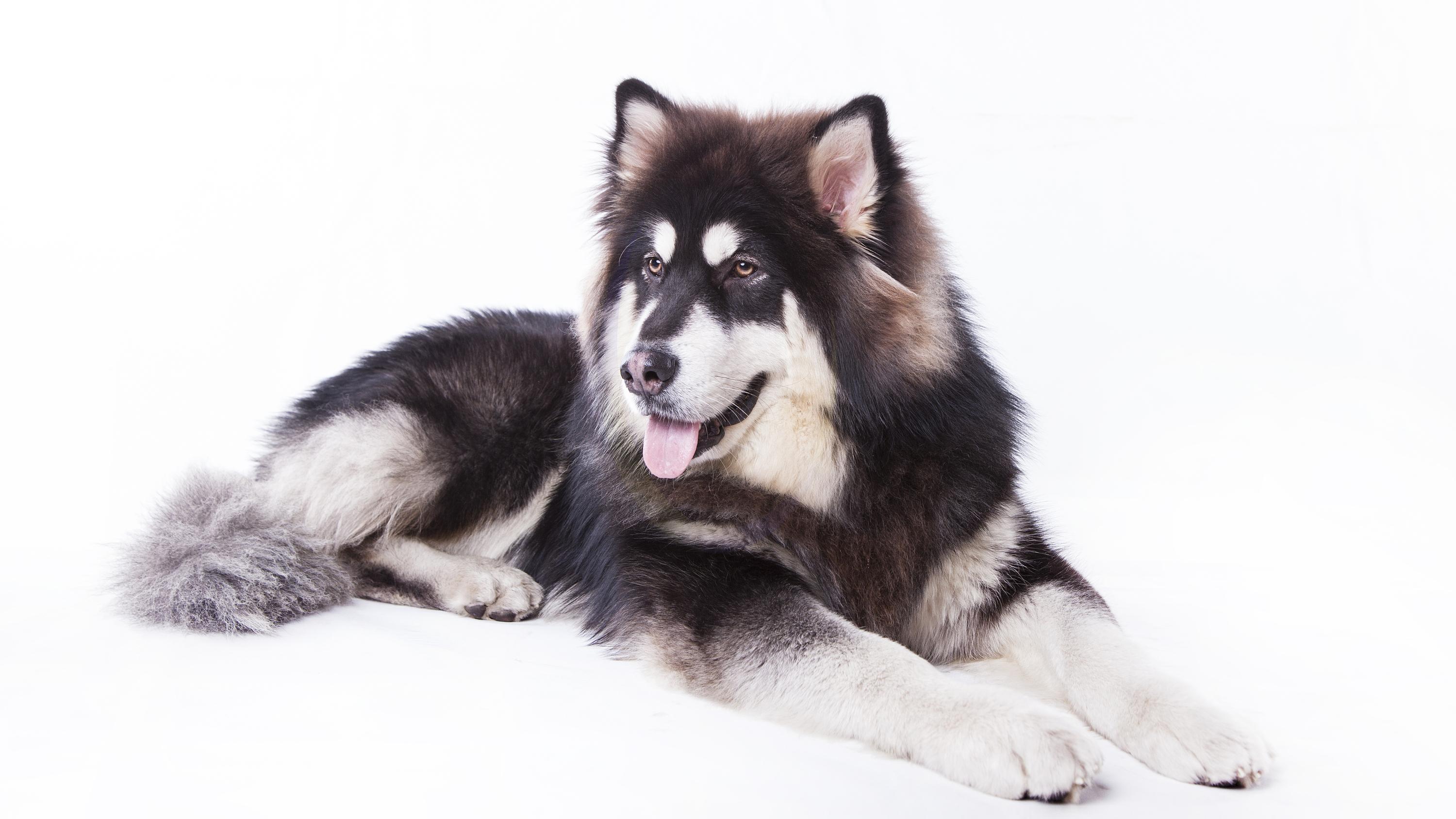 你见过最漂亮的阿拉斯加是什么样子的