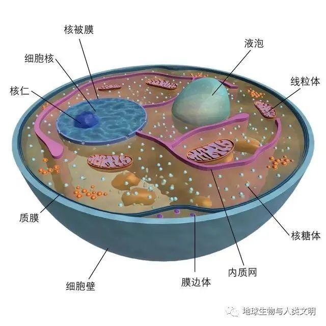 【真菌界全系列-67】真菌界—新美鞭菌门 - 知乎
