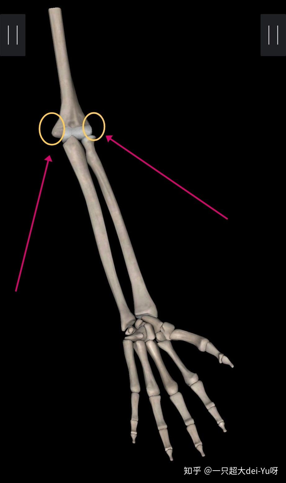 肱骨外上髁内上髁在体表能摸到吗? - 知乎
