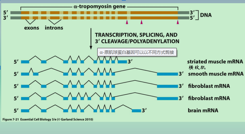 遗传信息的转录与mRNA - 知乎