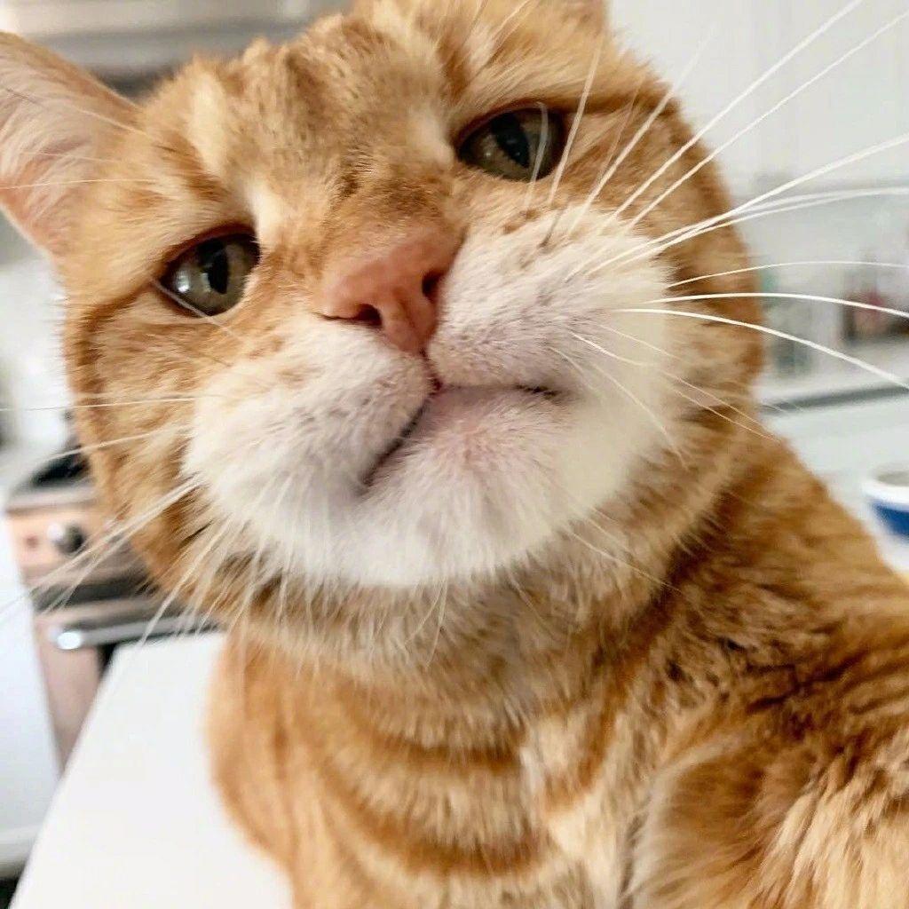 有没有什么比较沙雕的头像和网名,微信群名? - 知乎