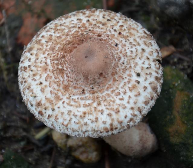 菇迹——大青褶伞(毒)