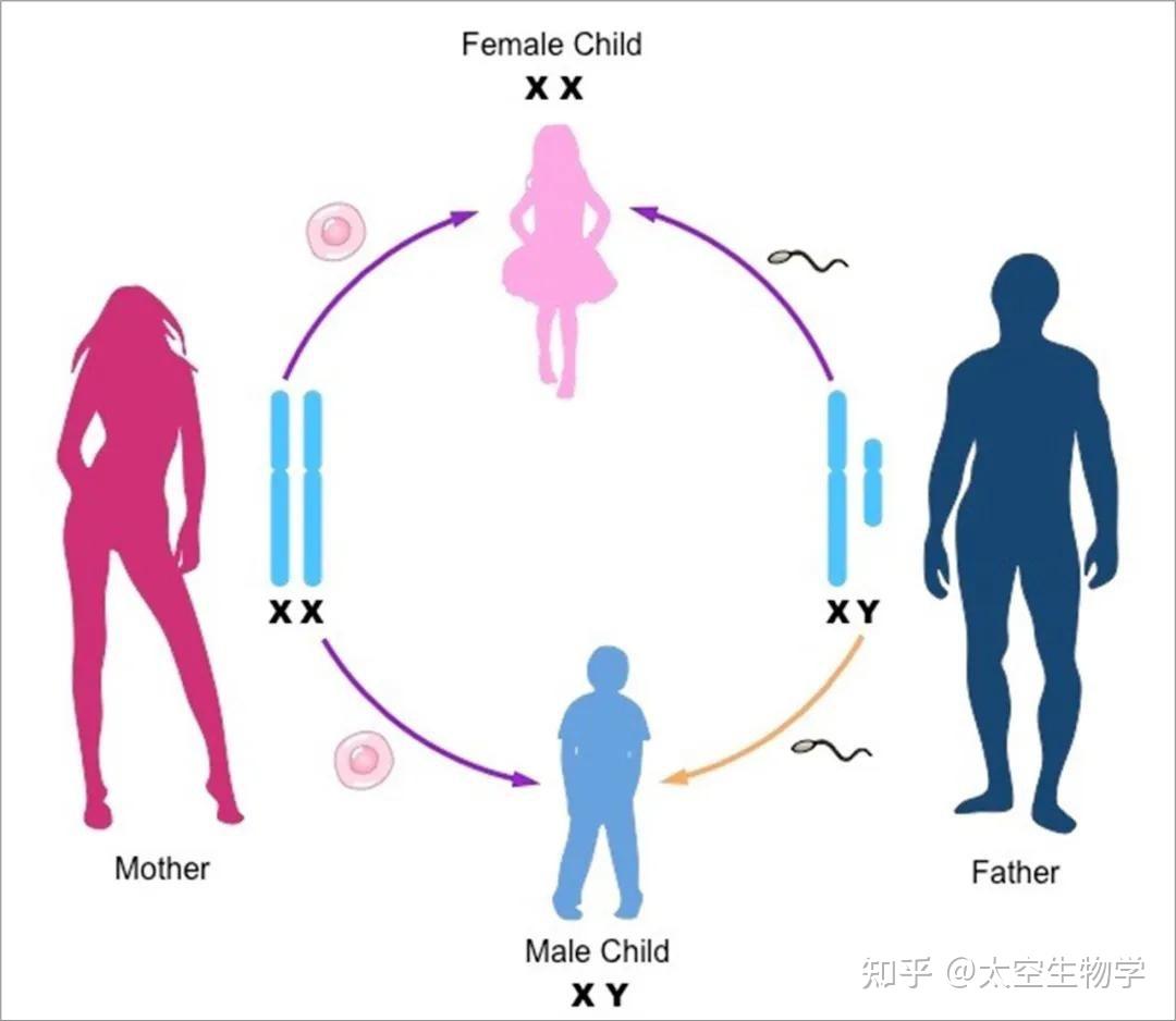 自然界除了xy型与zw型还存在哪种性别决定类型？ 知乎