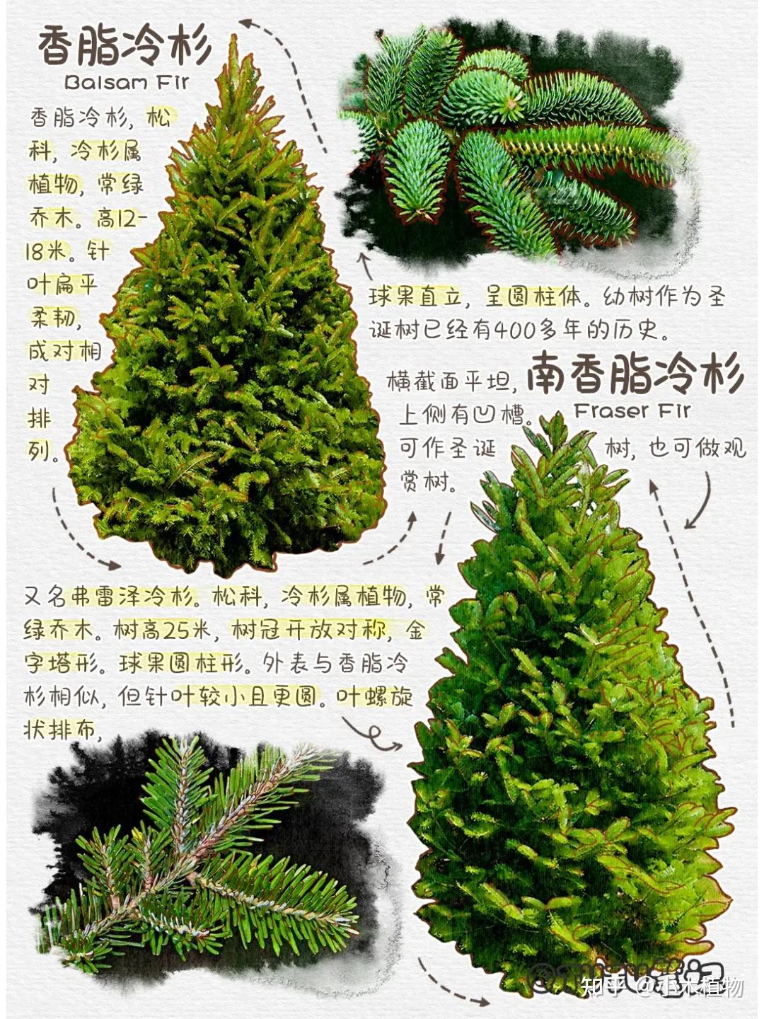 圣诞节里,用的圣诞树是哪些树的种类 - 知乎