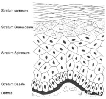 深入了解皮肤基础 知识--- 表皮的结构和表皮屏障功能 - 知乎