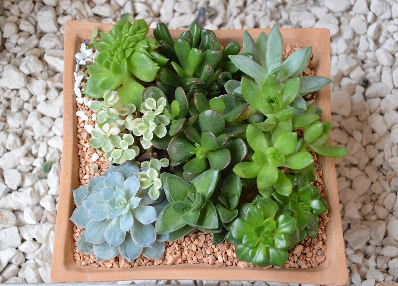 多肉植物火祭怎么修剪