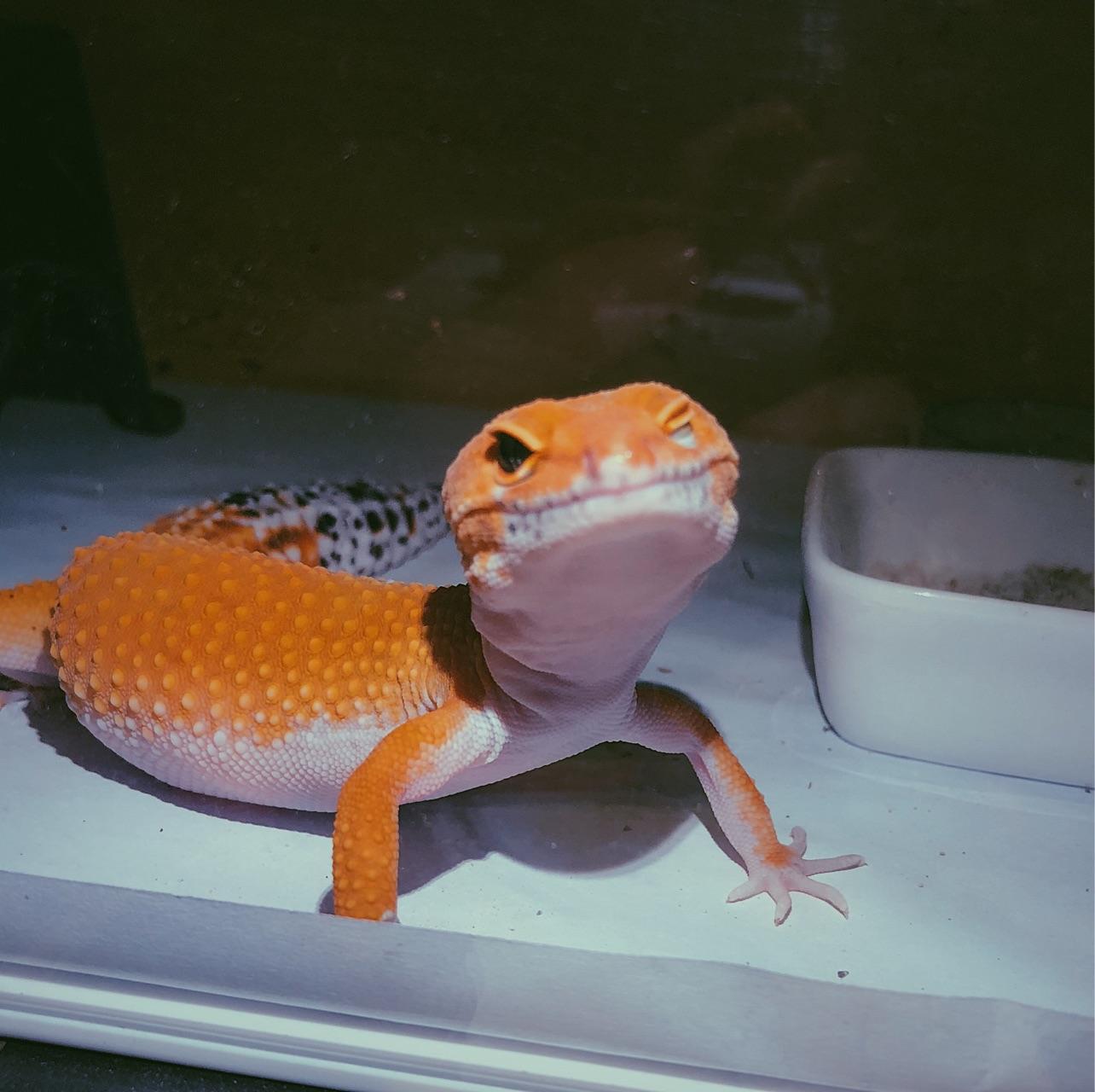 养一只守宫是怎样的体验? - 知乎