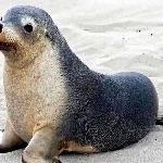海狗、海豹、海狮、海牛、海象……分别是怎么跟狗、豹、狮、牛、象关联上的？