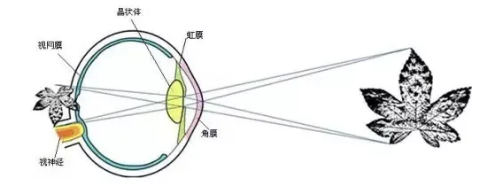 眼軸增長較快角膜曲率變小度數幾乎沒有增加請問是什麼原因呢