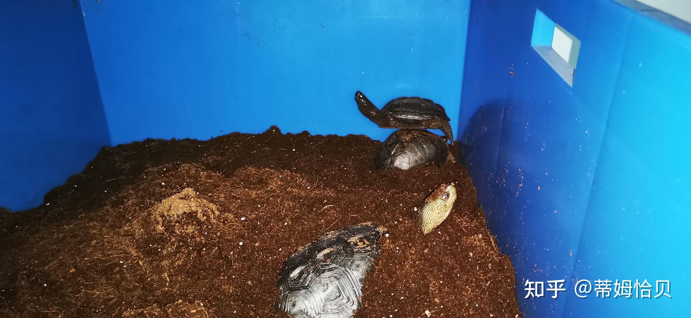 我家乌龟冬眠时在椰土里钻进钻出怎么办
