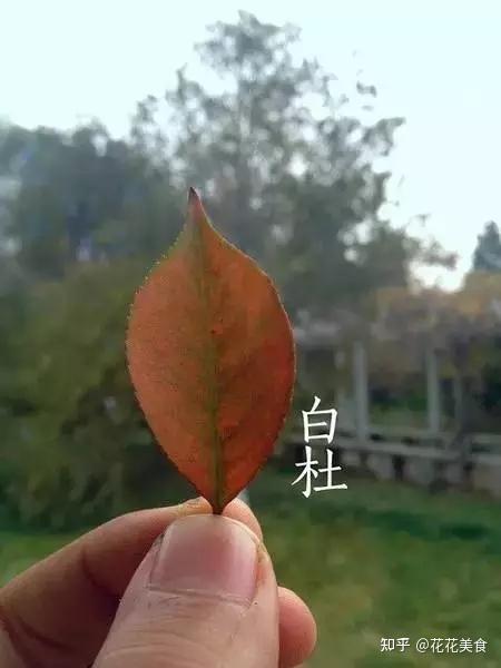 一叶知秋，一叶识树 - 知乎