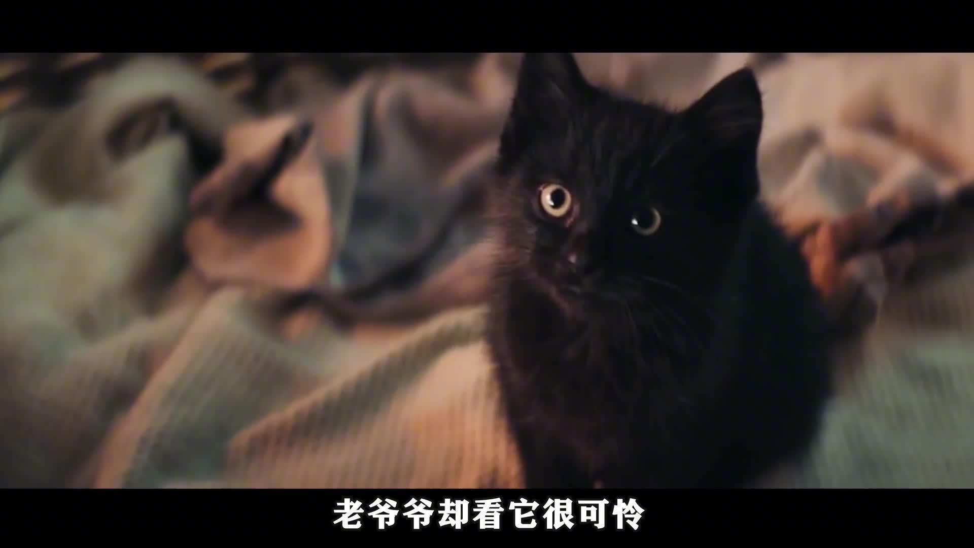 不详的黑猫被老爷爷领养结果喵一声就有好事发生随手中了300w