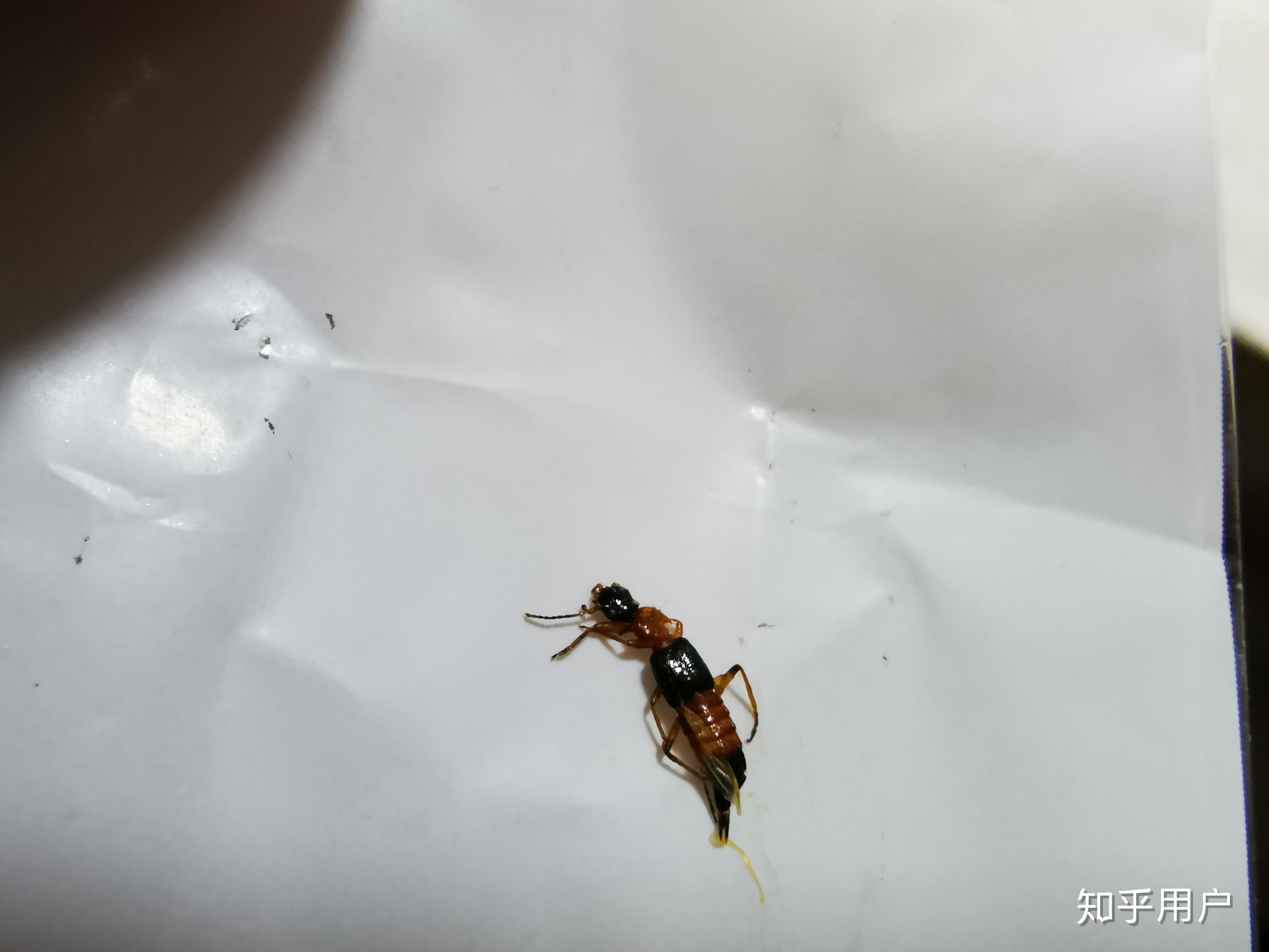 隐翅虫的毒液是什么颜色的 ? - 知乎