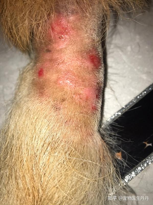 猫癣狗癣真的有这么缠人吗? - 知乎