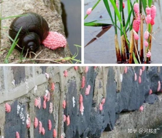 【螺卵净专治】水生植物枝条、防汛墙、河床、木桩、树杆上粉红色的福寿螺卵 - 知乎