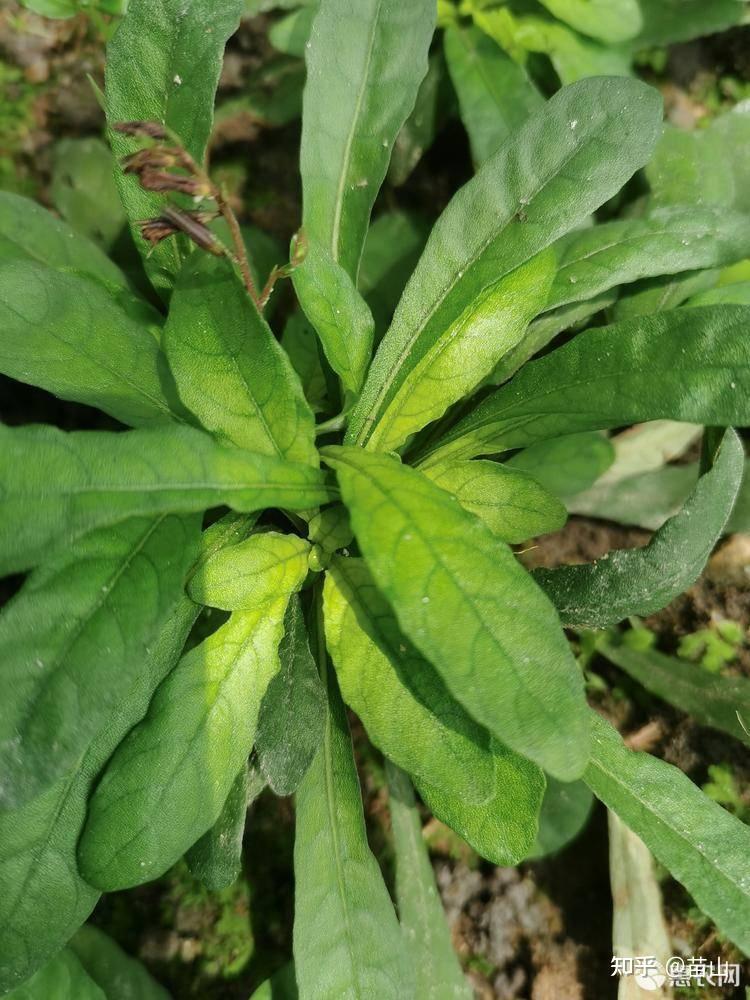 白背草的学名是什么? - 知乎